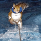 Image for article titled Twiggy The Squirrel Makes A Splash • Chinese Protesters Angry About Stealing, Eating Cats